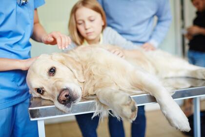 Veterinær behandler hund