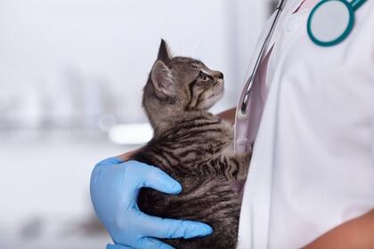 Veterinær undersøker katt