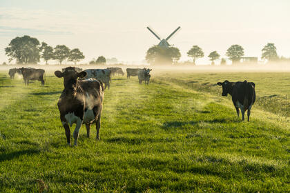 Kuer i nederlandsk landskap