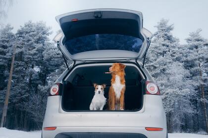 hunder i bagasjerom på bil om vinteren