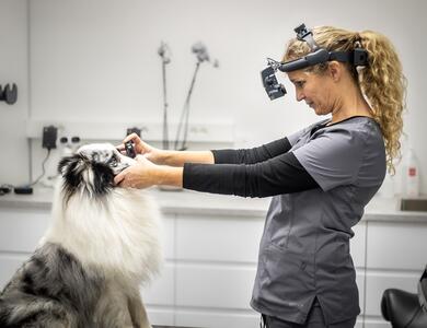 Veterinær gjennomfører øyelysingsundersøkelse på hund